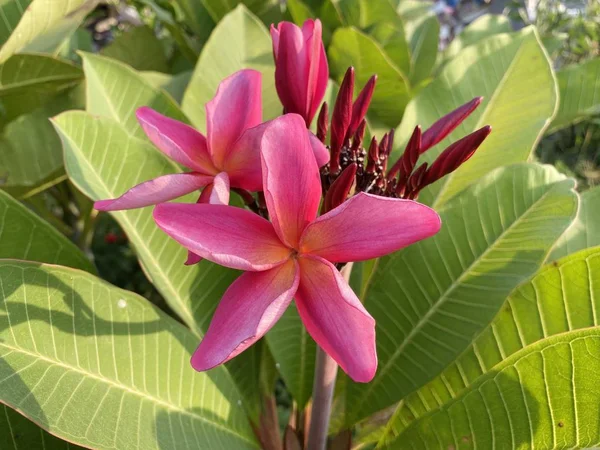 Pembe Tesisat Çiçeği Doğa Bahçesinde — Stok fotoğraf