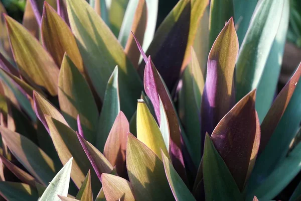 Tradescantia spathacea bitki doğa Bahçe