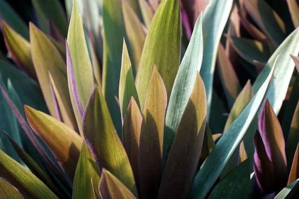 Tradescantia spathacea bitki doğa Bahçe