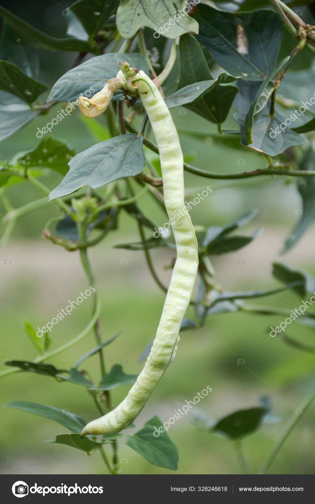 Fresh Yard Long Bean Plant Nature Garden Stock Photo by ©pongsak14