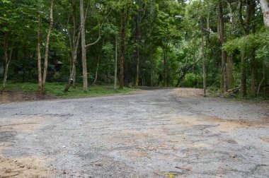 Chonburi, Tayland 'da ormanda yol.