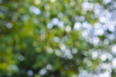 güzel yeşil doğa bokeh arkaplan