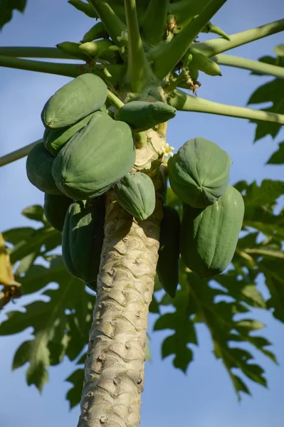 Copac Papaya Verde Grădină Fructe — Fotografie, imagine de stoc