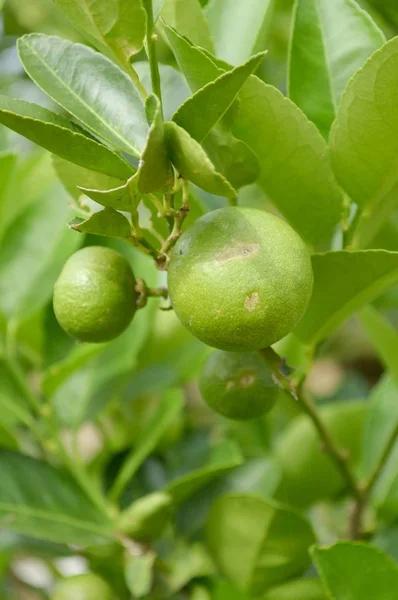 Fresh Lime Tree Nature Garden — Stock Photo, Image