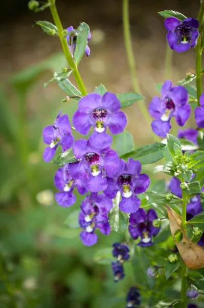 Квітка Angelonia Goyazensis Саду — стокове фото