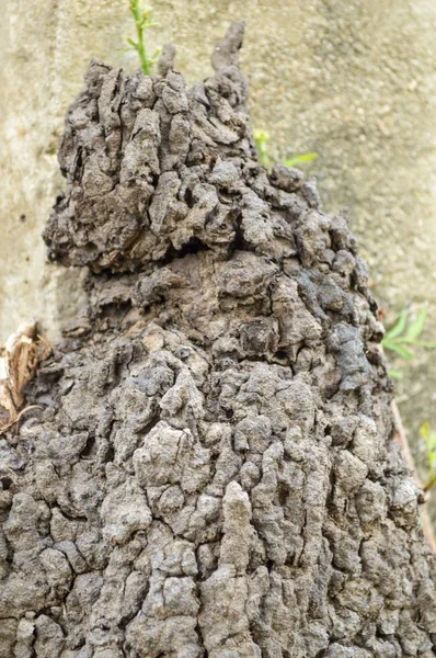 Närbild Torr Myrstack Skogen — Stockfoto