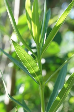 taze yeşil Nerium oleander ağaç doğa Bahçe