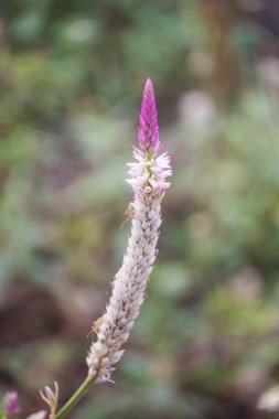 Doğa bahçesinde pembe çelenk çiçeği