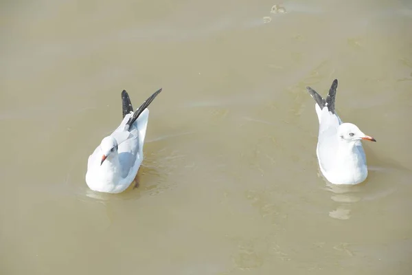 Gabbiano Nel Mare Bang Thailandia — Foto Stock