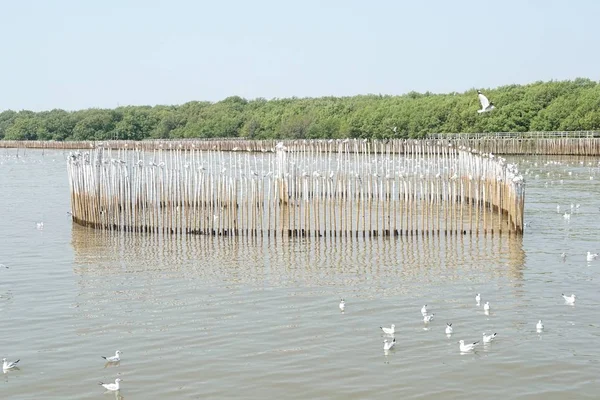 Gaviota Que Vuela Mar Bang Tailandia — Foto de Stock