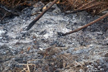 Yerde odun yığını ve kül var.