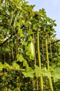 Luffa aegyptiaca bitkisi doğa bahçesinde