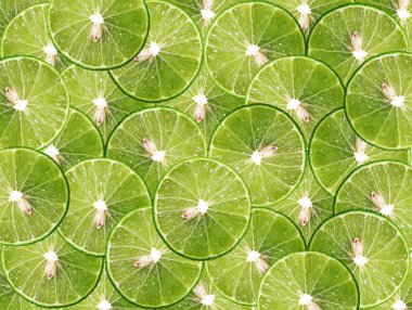 fresh green lime pattern background