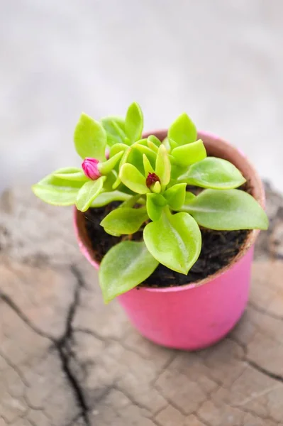 Baby Rose Aptenia Cordifolia Flower Pink Plastic Pot — Stock Photo, Image