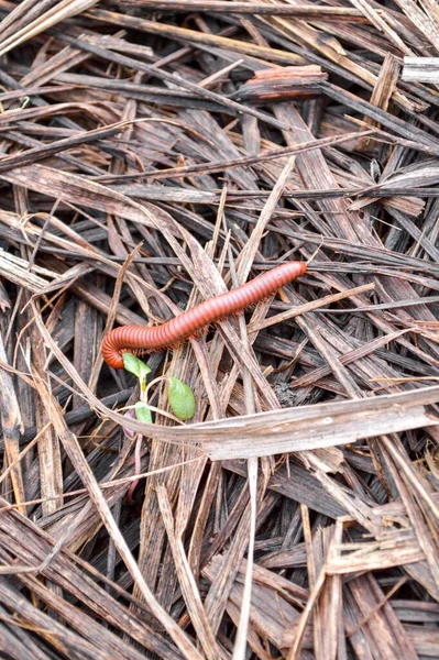 Close Tropische Millipede Droog Gras — Stockfoto