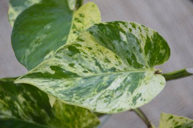 Doğa bahçesindeki Epipremnum aureum bitkisi