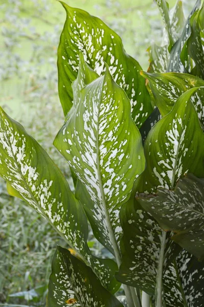 Tanaman Hijau Segar Dieffenbachia Kebun Alam — Stok Foto