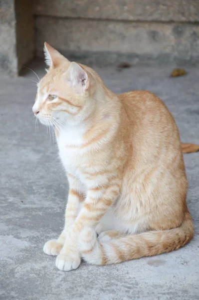 Schattig Kat Cement Vloer — Stockfoto