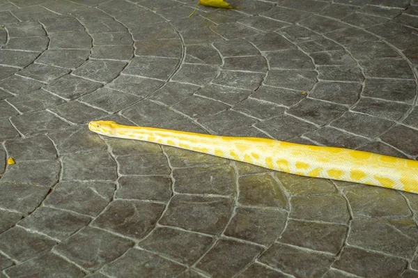 Python Amarelo Chão Cimento — Fotografia de Stock