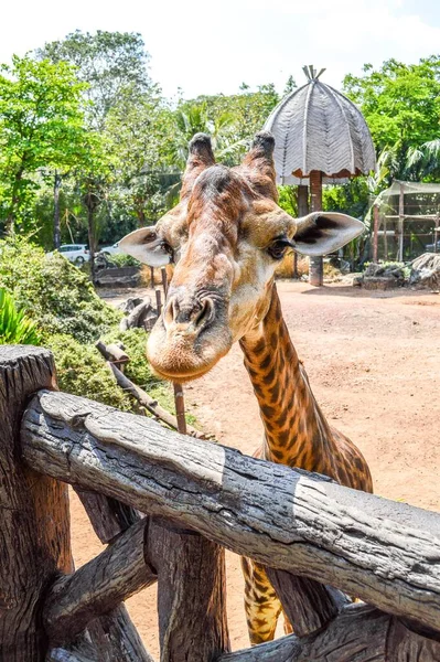 Doğa bahçede sevimli zürafa yakın çekim