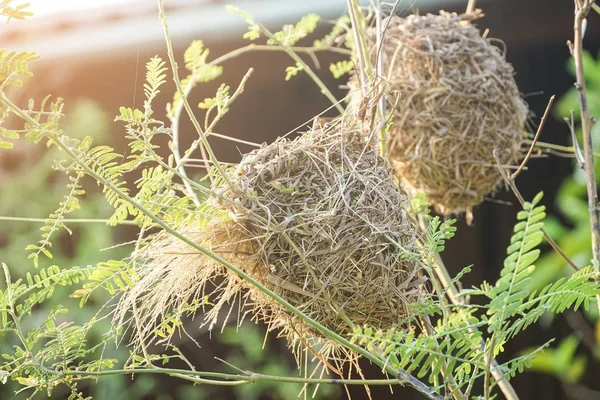 Close Vogelnest Natuur Tuin — Stockfoto