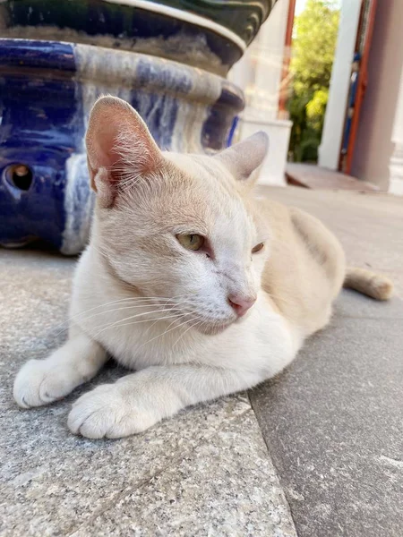 Çimento Zeminindeki Sevimli Kediyi Kapat — Stok fotoğraf