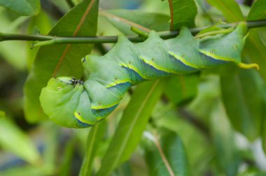 Yeşil tırtıl ağaç üzerinde