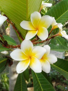 Doğa bahçesinde beyaz su tesisatı çiçeği