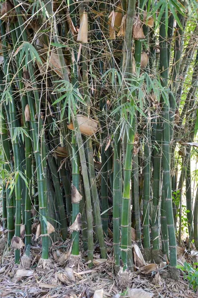 自然花园里的竹叶 — 图库照片