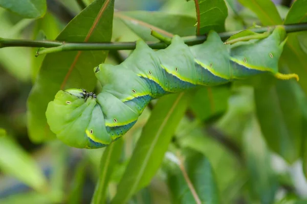 Grüne Raupe Auf Baum — Stockfoto