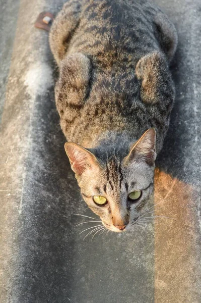 Kucing Tabby Atap Ubin — Stok Foto