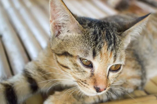 Χαριτωμένο Tabby Γάτα Στο Πάτωμα Ξύλο — Φωτογραφία Αρχείου