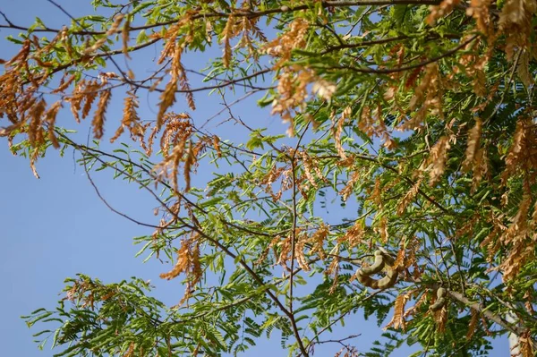tamarind tree in nature garden
