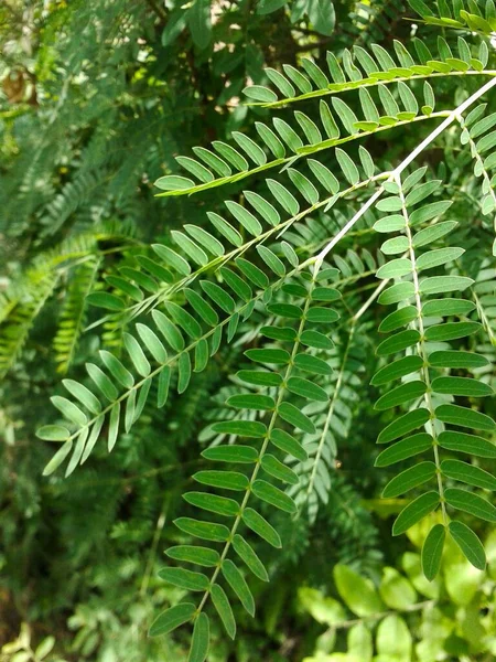 Verse Groene Leucaena Glauca Plant Natuur Tuin — Stockfoto