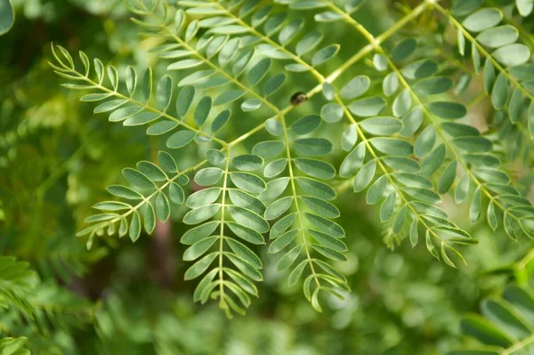 Foglie Leucaena Glauc Verde Fresco Nel Giardino Naturale — Foto Stock