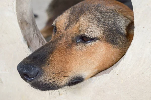 Cão Dormir Parede Cimento — Fotografia de Stock