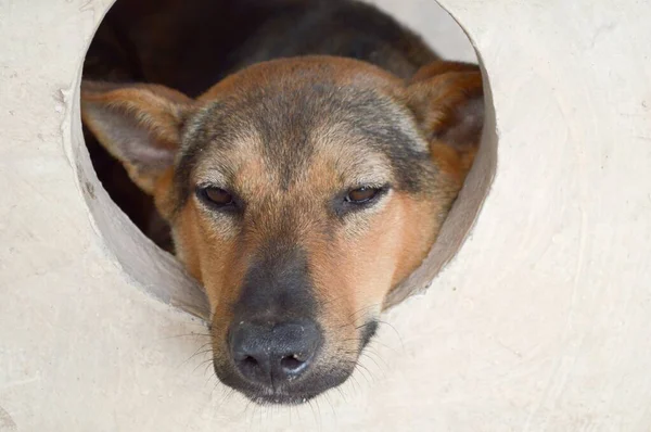 Cão Dormir Parede Cimento — Fotografia de Stock