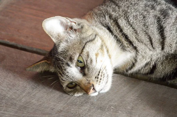 Close Χαριτωμένο Tabby Γάτα Στο Πάτωμα Ξύλο — Φωτογραφία Αρχείου