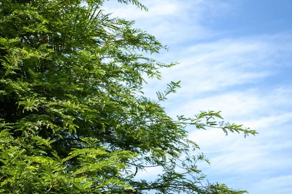 Frescura Verde Hojas Tamarindus Indica Jardín Natural — Foto de Stock