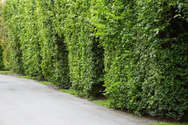 Doğa bahçesinde taze yeşil bitki duvarı