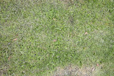 Yeşil çim dokusu kadar kapatın