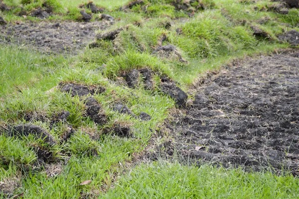 Groen Gras Grond — Stockfoto