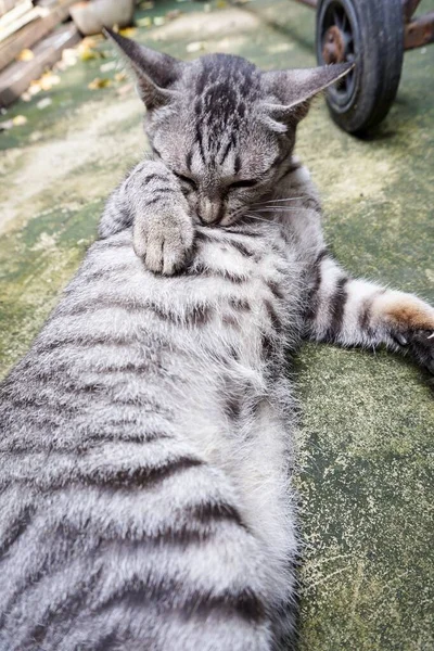 Bonito Tabby Gato Chão Cimento — Fotografia de Stock