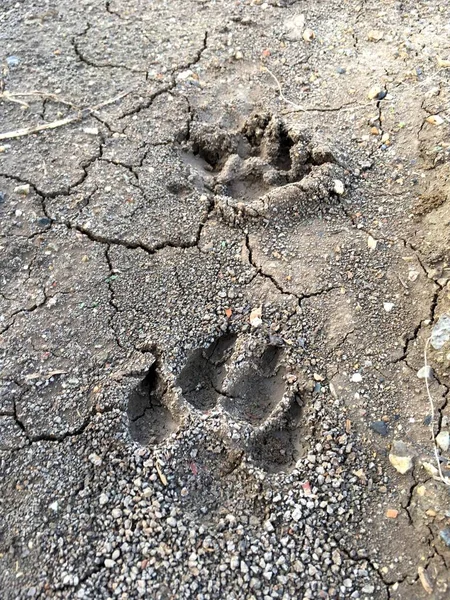 close up dog footprint on the ground