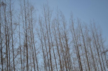 Doğa bahçesindeki kuru kazuarina equisetifolia ağacı