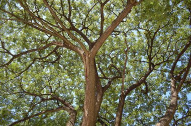 Doğa bahçesinde büyük bir dal ağacı