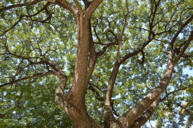 Doğa bahçesinde büyük bir dal ağacı