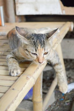 Bambu zeminde tekir araba