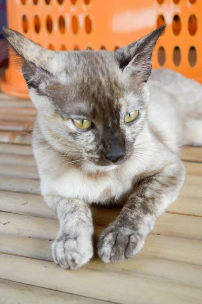 Menutup Kucing Lucu Kayu — Stok Foto