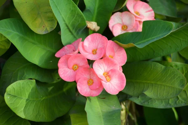 Euphorbia Milii Flower Nature Garden — Stock Photo, Image